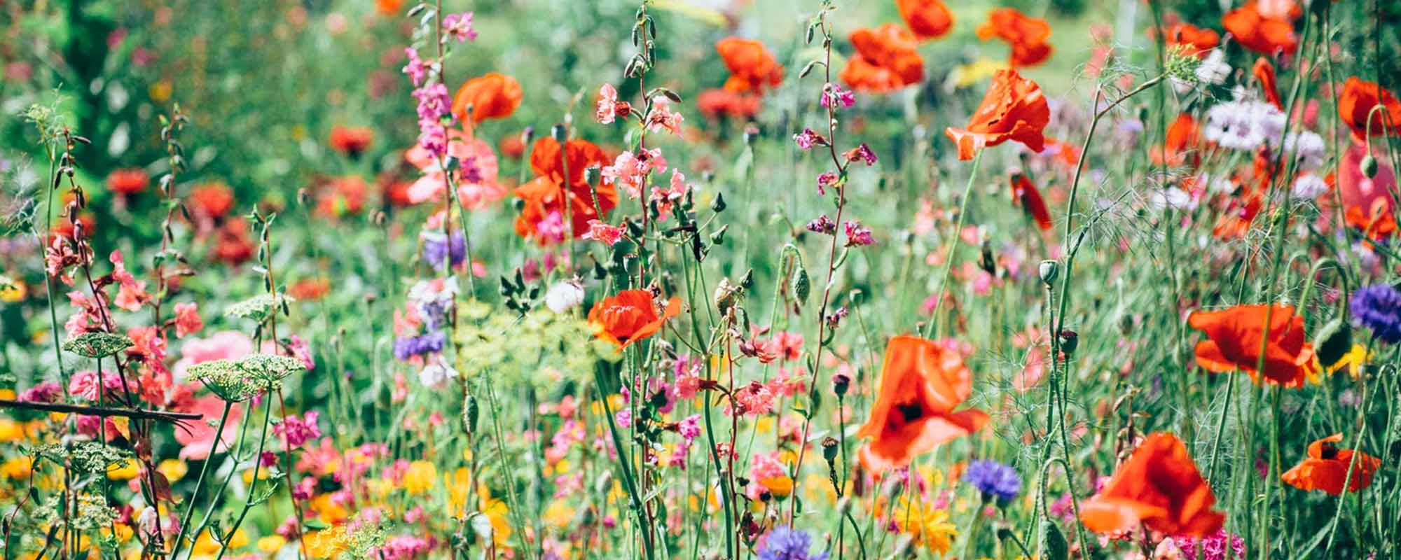 Transcona real estate Winnipeg! Learn more about this popular community